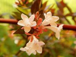 White flowers of the Abelia Grandiflora plant photo