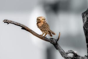 Owls - Spotted owlet photo