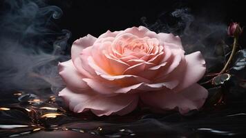 pink rose on a dark background with smoke and water drops photo