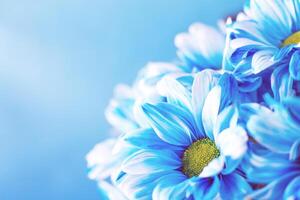 Blue flower painted daisy chamomile in macro close-up. photo