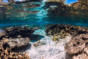 Underwater scene with corals and school of fish in tropical ocean photo