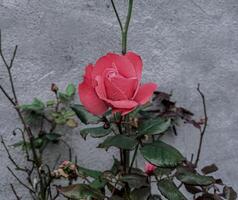 A beautiful rose in the flowerbed outside the house photo