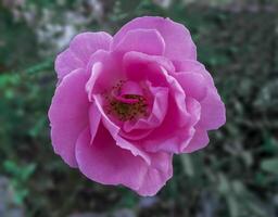 A pink rose is blooming in the garden photo