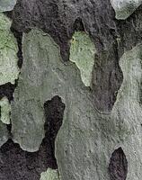 Closeup of patchy gray-brown sycamore tree bark photo