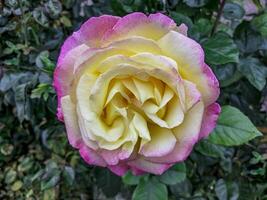 A delicate rose blooms in the garden photo