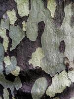 Closeup of patchy gray-brown sycamore tree bark photo