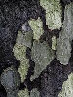 Closeup of patchy gray-brown sycamore tree bark photo
