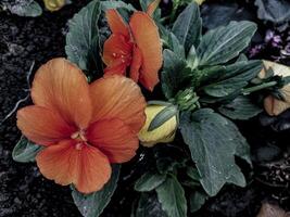 Beautiful orange flower in the garden photo