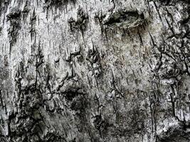 Closeup of patchy gray-brown sycamore tree bark photo