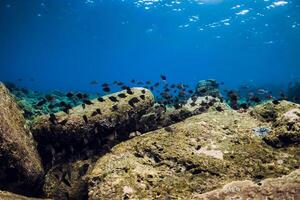 Underwater scene with stones on bottom and tropical fishes. photo