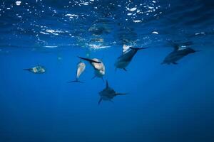 Dolphins family swimming in Indian ocean near Mauritius photo