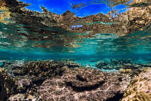 submarino arrecife con corales y pescado en tropical mar foto