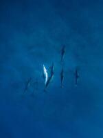 Family of Spinner dolphins in tropical ocean with sunlight. Dolphins in underwater photo