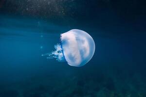 Rhizostomeae Jellyfish glides underwater in deep ocean photo