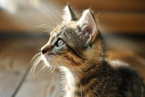 Close-up side view of an adorable kitten with green eyes and a black nose, sitting on a wooden floor in bright daylight photo