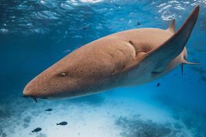 Nurse shark swims close up underwater in blue ocean. photo