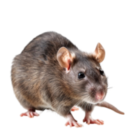 compreensão rato comportamento chave intuições para animal os Proprietários png