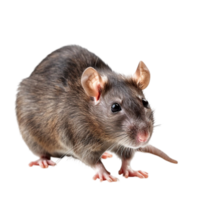 compréhension Souris comportement clé connaissances pour animal de compagnie propriétaires png