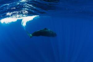 Sperm whales in blue ocean at Mauritius. photo