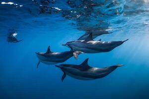 Family of Spinner dolphins in tropical ocean with sunlight. Dolphins swim in underwater photo