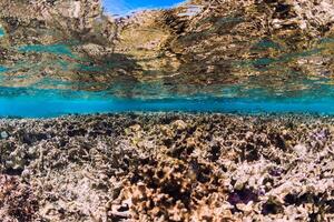 Underwater view with corals and fish in ocean photo