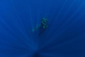 Sperm whales dive in ocean, Mauritius. Tails of whale photo