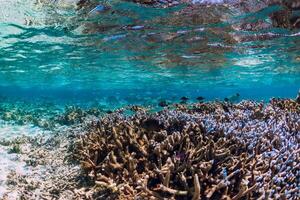 Underwater scene with corals and fish in sea photo