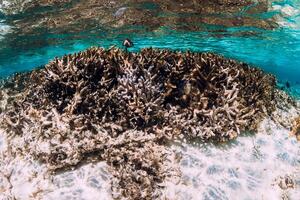 Underwater scene with corals and fish in tropical sea photo