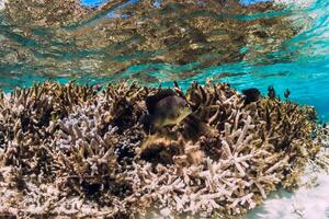 submarino escena con corales y pescado en tropical mar foto