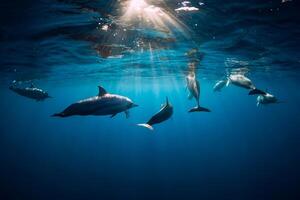 delfines nadando submarino en Oceano a Mauricio foto