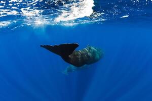 Sperm whales swim in blue ocean, Mauritius. Tails of whale photo