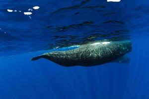 Amazing sperm whales swimming near Mauritius. photo