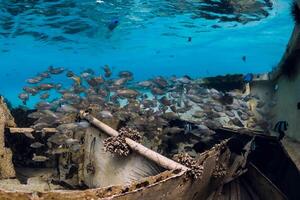 Tropical fish at wreck of boat underwater in blue ocean photo
