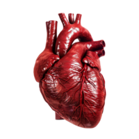 human heart image png