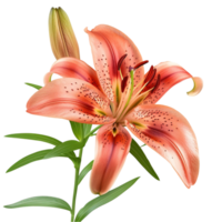 orange lily flower png