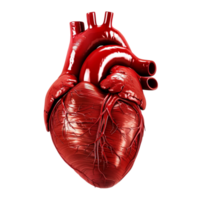 Red human heart png