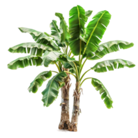 banane arbre image png