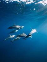 Family of Spinner dolphins in tropical ocean with sunlight. Dolphins swim in underwater photo