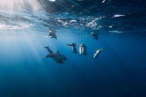 Spinner dolphins in tropical ocean with sunlight. Dolphins in underwater photo