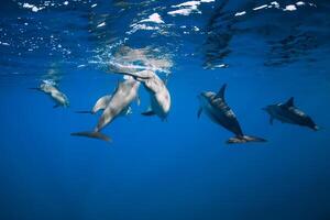 Dolphins underwater in blue tropical ocean. photo