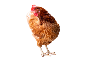 poulet, plein corps de marron poulet poule permanent isolé transparent arrière-plan, pose les poules Les agriculteurs concept, fichier png