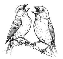 Black and white sketch of a canary bird singing on a branch vector