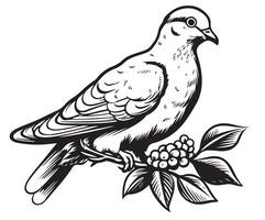 Dove with olive brunches. Sketch vector