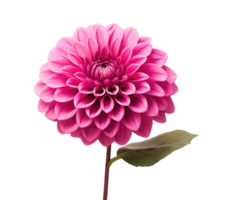 mörk rosa dahlia isolerat på transparent bakgrund png