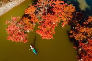 Traveller walking on paddle board at lake with autumnal Taxodium distichum trees. Aerial view photo