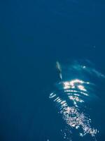 aéreo ver de solo nariz de botella delfín en negro mar foto