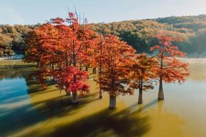 Aerial view of tree with red needles in water. Autumnal swamp cypresses and lake with reflection. photo