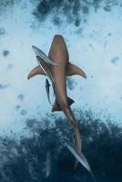 Nurse shark swimming underwater in ocean. Top down view photo