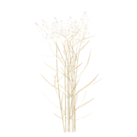 Natural fresh green Agrostis capillaris grass cut out canvas, 3d rendering png