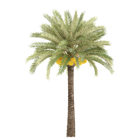 3d representación de fénix dactylifera árbol png